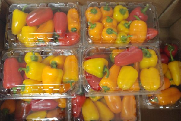 Fresh Sweet Bite Peppers from Israel supplied by Kibbutz Alumim - Whole Fresh Bell Pepper