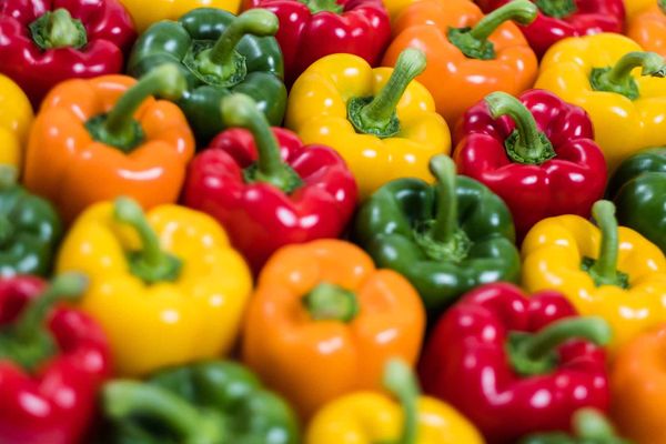 Fresh Whole Bell Pepper from 그리스 supplied by DRAMA GREENHOUSES SA - Green 신선 피망