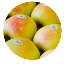 Apple from Spain supplied by FRUCTÍCOLA EMPORDÀ SL - Golden Varieties Fresh Apple