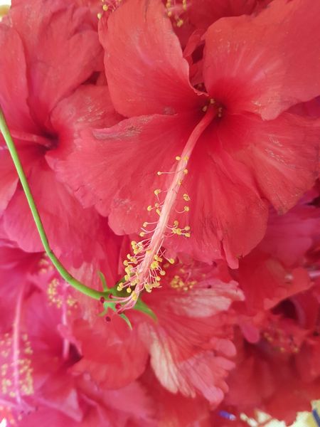HibiscusDry  Flowers from 인도 supplied by SVM EXPORTS - High Quality 아로마틱 허브