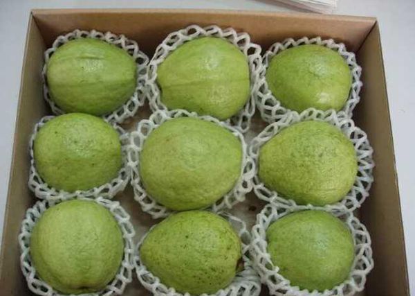 High quality Fesh Guava in Vietnam from Vietnam supplied by 99 Gold Data Processing Trading Company Limited - White Flesh Fresh Guava