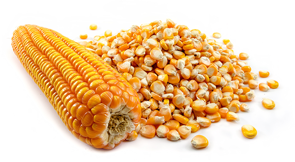 Corn Seeds from 파라과이 supplied by AMAGGI S.R.L. - Whole 옥수수 씨