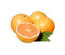 Temple Orange from United States supplied by FLYING DISC RANCH - Orange Fresh Mandarin