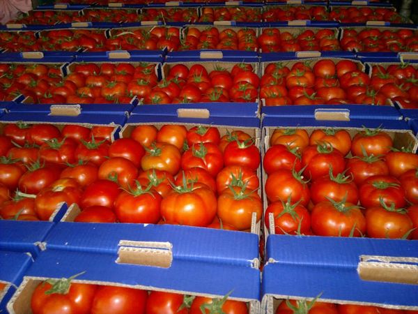 Fresh Whole Tomato from 그리스 supplied by Atlas Fruit S.A. - Red 신선 토마토