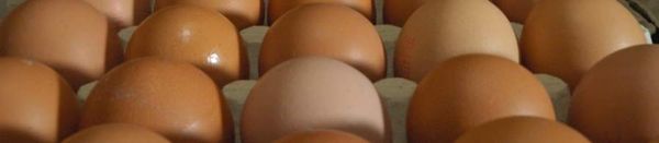 Chicken Egg from 폴란드 supplied by Fermy Koźlakiewicz Sp.j - As per customer's request 달걀