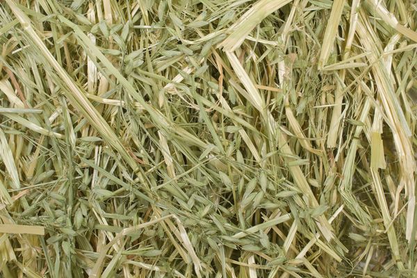 OAT HAY from 미국 supplied by Al Dahra Acx Inc. - 관개 건초