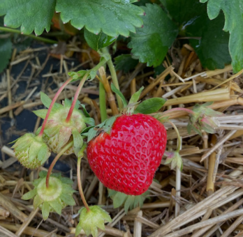 Fresh Strawberry from Switzerland supplied by Kupper's Obst- und Härdöpfellädeli - Organic Fresh Strawberry
