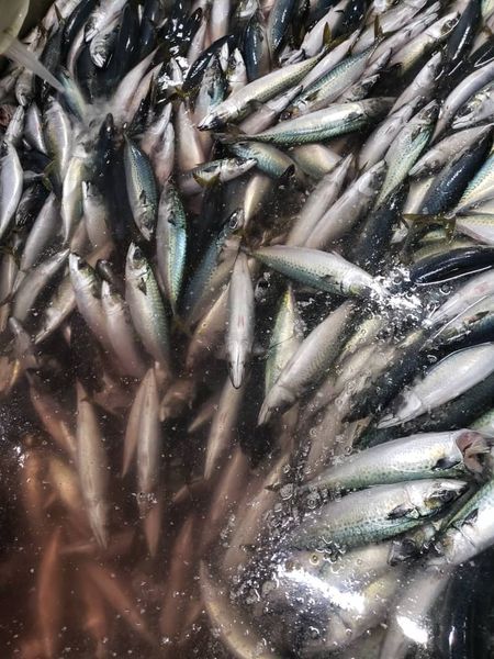 Mackerel from Mauritania supplied by El veth pour la peche et le commerce - A Frozen Jack & Horse Mackerel