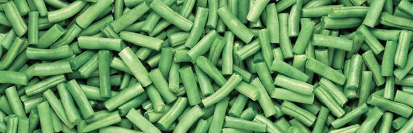 Green Beans from Egypt supplied by Upper Egypt for food industries - Green Dried Common Bean