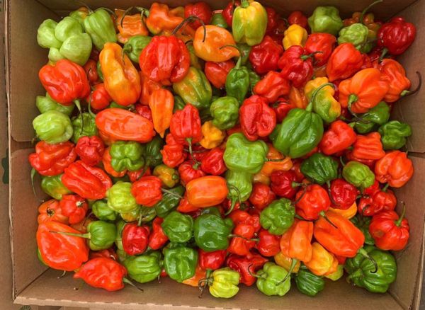 fresh chilli pepper from 르완다 supplied by KENGNE EMPIRE Limited - Mixed - Red and Green 하바네로