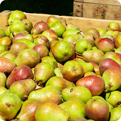Pear (fresh) from 칠레 supplied by Exportadora Prize LTDA - Conventional 신선 배