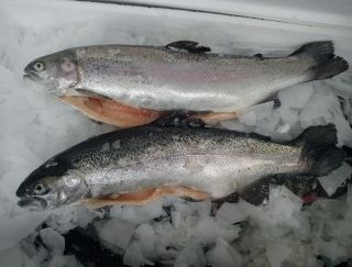 Fresh trout from 카자흐스탄 supplied by Kapitan - With Skin (=Skin On) 냉동 송어