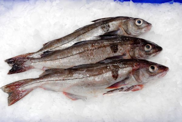 Fresh Haddock from Norway supplied by TOBØ FISK AS - Whole (=In The Round) Frozen Haddock