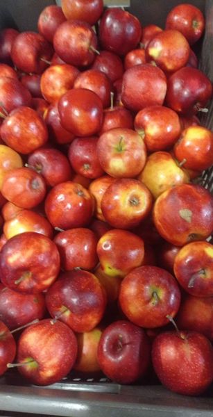 Fresh Apple from 체코 supplied by Ovocnářství Slaný - Moštárna - Galmac 신선 사과
