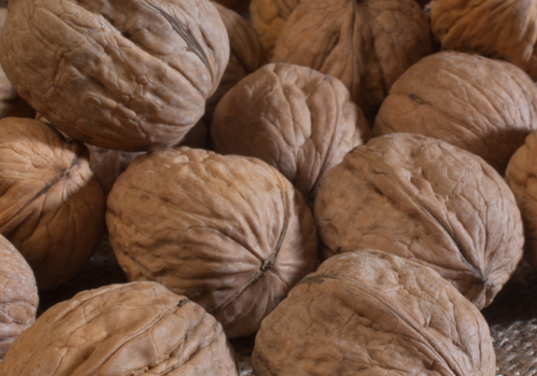 Walnuts Inshell from 칠레 supplied by Exportadora Huertos del Valle SA (HDV) - >30mm (=30mm보다 큼) 생호두