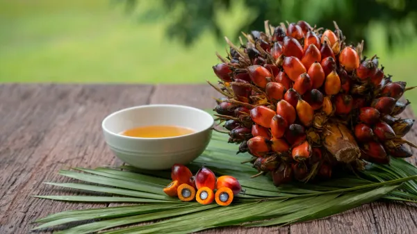 Palm oil from 캐나다 supplied by Zola Superfoods - Yellow RBD 팜유