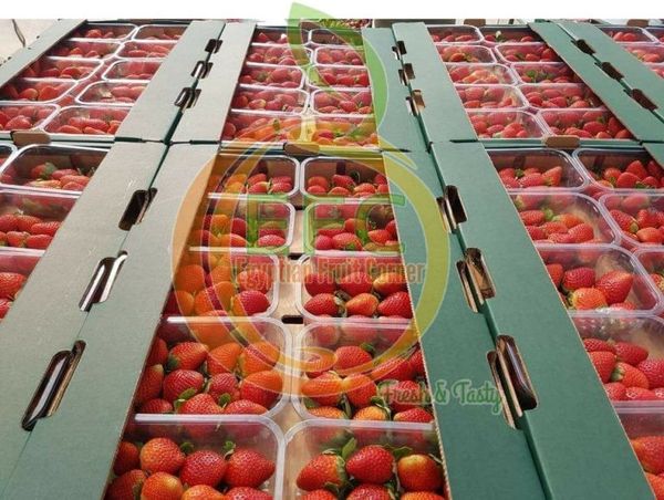 Strawberry from 이집트 supplied by Egy Fruit Corner - 25-35 mm 신선 딸기