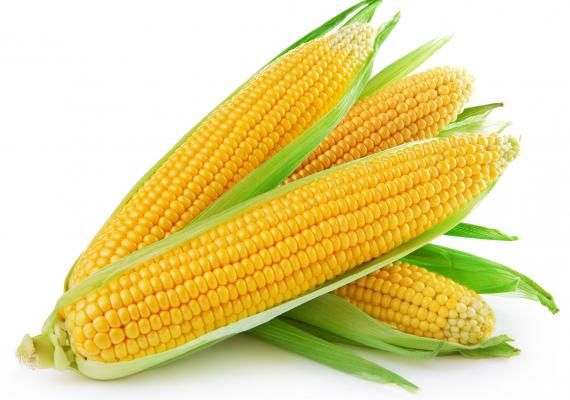 Corn from 나이지리아 supplied by Duolkemm World Global Limited - Sweet Corn (=Saccharata) 옥수수