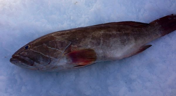 Fresh Whole Grouper from Portugal supplied by Oceanic, Lda - Whole (=In The Round) Frozen Grouper