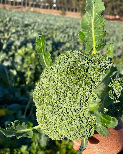 Broccoli from Australia supplied by Velisha Farms - Green Fresh Headed Broccoli