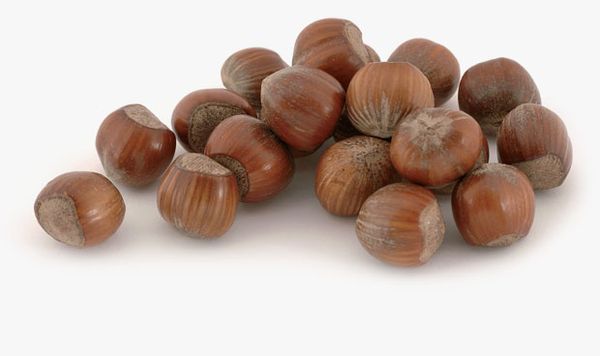Shelled Hazelnut from 이탈리아 supplied by BASILE F. S.R.L. - In-shell 헤이즐넛 알맹이