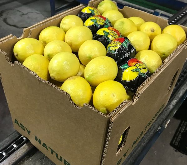 Lemon from 튀르키예 supplied by Asy Naturel - Seeded 신선 레몬