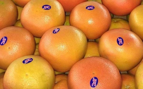 Grapefruit from 이집트 supplied by Jana Fresh Co. - Fresh (=Chilled) 신선 자몽