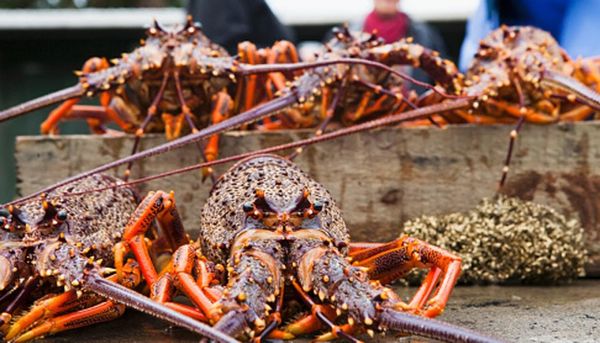 lobsters from South Africa supplied by Nuts and Grains Africa - Conventional Fresh Common Lobster