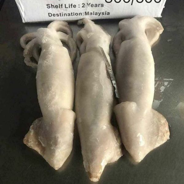 Squid from Malaysia supplied by Wira Food Trading Sdn. Bhd - Whole Frozen Squid