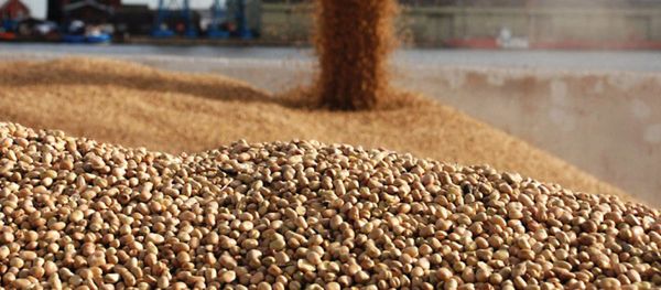 Pulses from 영국 supplied by ADM Agriculture Ltd - Raw (=Natural) 기타 콩류