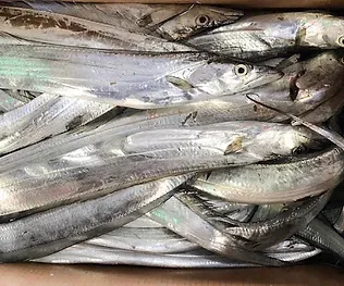 Ribbon Fish from Indonesia supplied by PT. Lautan Persada - Whole (=In The Round) Frozen Ribbonfish