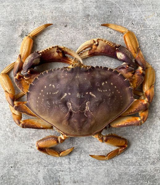 Dungeness Crab from United States supplied by South Bend Products LLC - Fresh (=Chilled=Raw) Fresh Crab