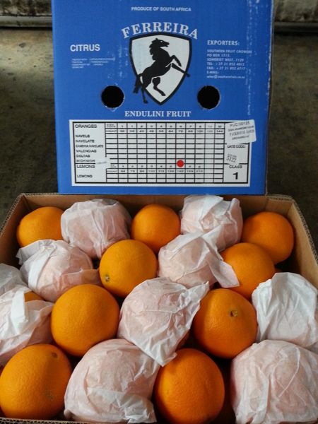 Seedless Oranges from 말레이시아 supplied by Fruitable Fresh (M) Sdn Bhd - Seedless 신선 오렌지