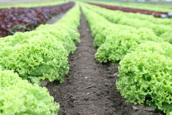 Lettuce from United States supplied by Collotti & Sons Produce Inc - Leaf Fresh Lettuce