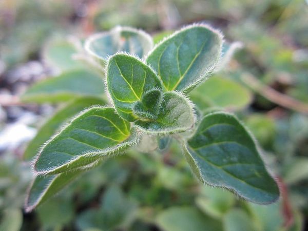 marjoram from 이집트 supplied by Nile Herbal - 마조람