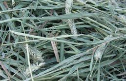 Timothy Hay from 미국 supplied by Eastern Hay Corporation, - 전체 베일 건초