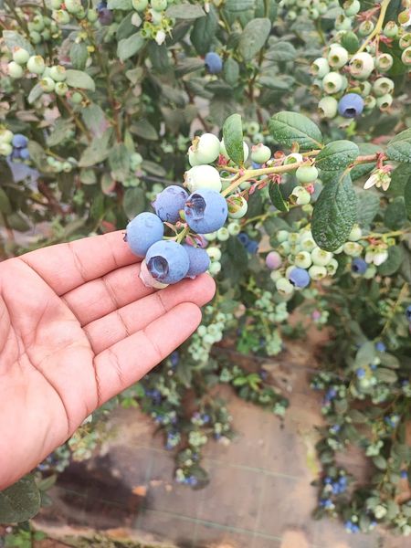 blueberry from 모로코 supplied by Harvest House - Highbush - Early Blue (=Earliblue=Earlyblue) 신선 블루베리