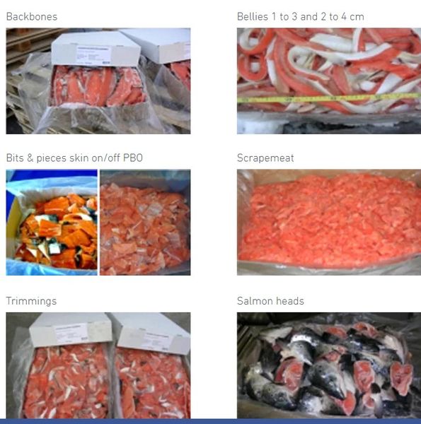 Fresh Trout from 노르웨이 supplied by SunSea - Headed (=Head Off=Headless) 냉동 송어