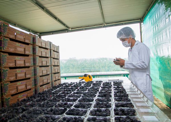 Blackberry from 멕시코 supplied by Alpasa Farms - Himalayan (=Armenian) 신선 블랙베리