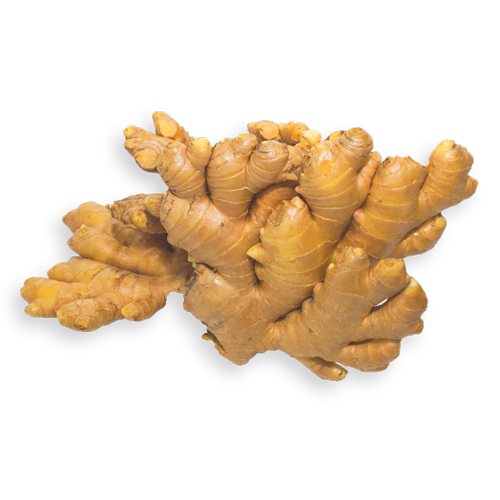 Ginger from 페루 supplied by Elisur Organic S.A.C. - Brown - Light Brown 통생강