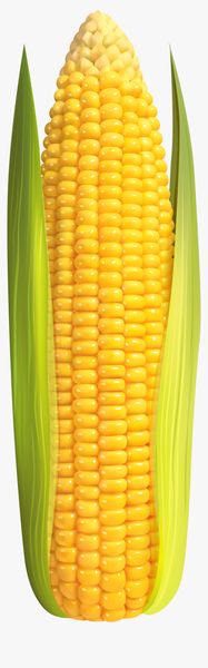 Corn from 탄자니아 supplied by Wefarmtz Co Ltd - 옥수수