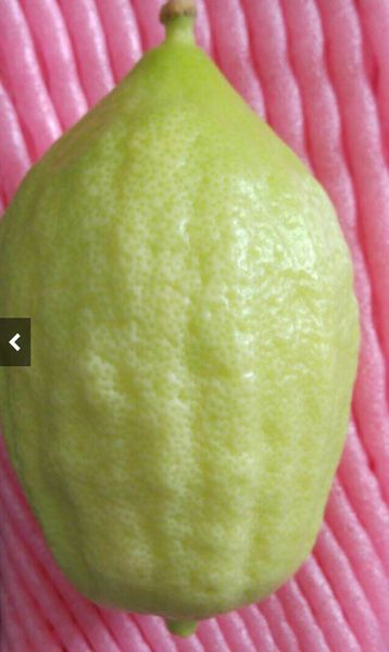 Citron from 이스라엘 supplied by Hadekel - Bright Color 시트론