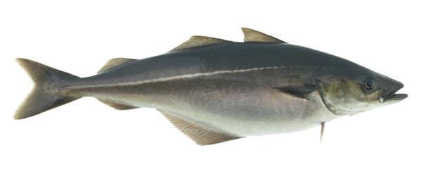 Frozen Saithe from Norway supplied by BRØDR. AARSETH AS - Fillet Coalfish