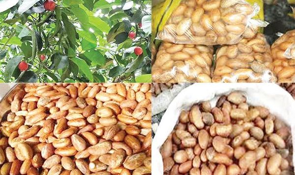 Bitter kola from Nigeria supplied by Tochukwu enterprises - Dried Chestnut Kernel
