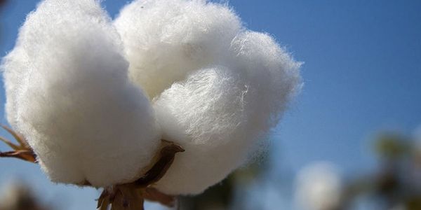 Cotton Seed from 남아프리카공화국 supplied by Branson Commodities - White 목화 씨
