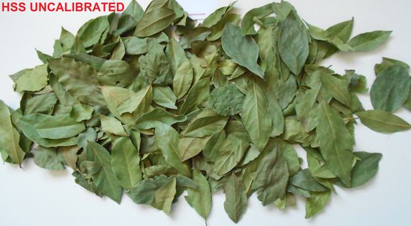 Dried Bay Leaves from 튀르키예 supplied by IDEAL Tedarik Tarim Urunleri San. ve Tic. Ltd. Sti. - Conventional 월계수 잎