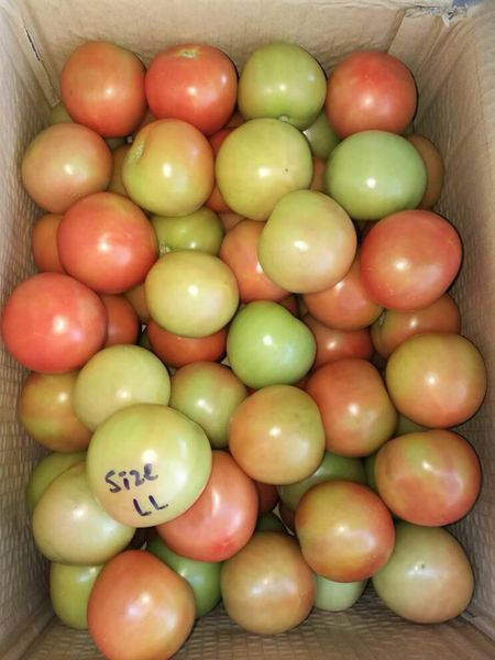 tomato from 말레이시아 supplied by Fresh Fruit Flower Trading - Class 1 신선 토마토