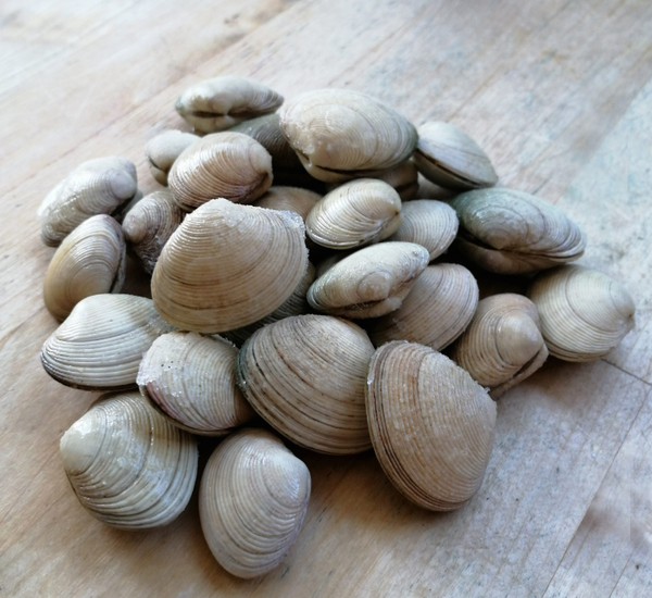 Julian White Clam from Chile supplied by BAGAMAR CHILE SPA - White Clam (=Cornicha) Frozen Clam