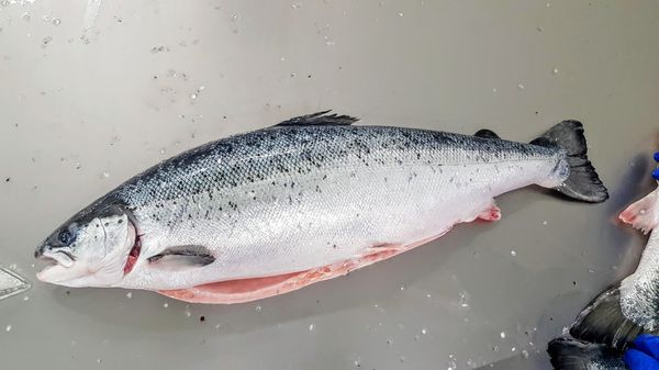 Fresh Salmon from Iceland supplied by Laxar Fiskeldi - Fresh (=Chilled=Raw) Salmon