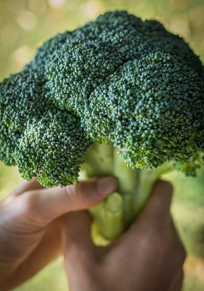 Broccoli from Belgium supplied by Verduyn - Green Fresh Headed Broccoli
